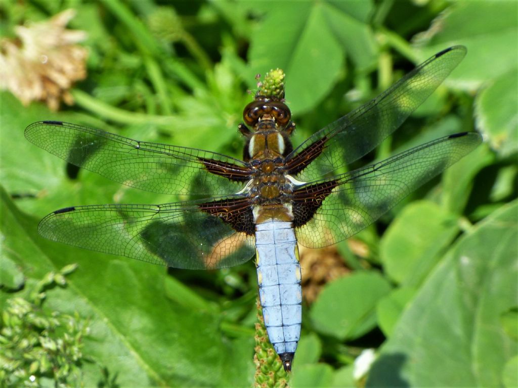 Libellula depressa